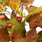 5ft. Maple Leaves & Berries Artificial Fall Harvest Garland